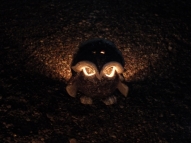 Present Little owl - candlestick